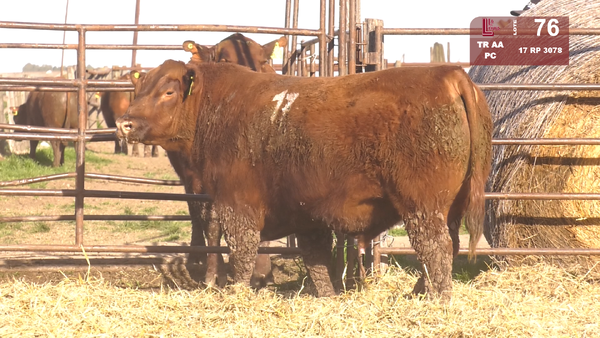 17 3078 — TOROS ANGUS COLORADOS  PC