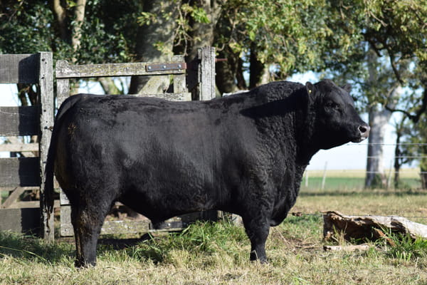 Lote 561 DON HUMBERTO (Negro)