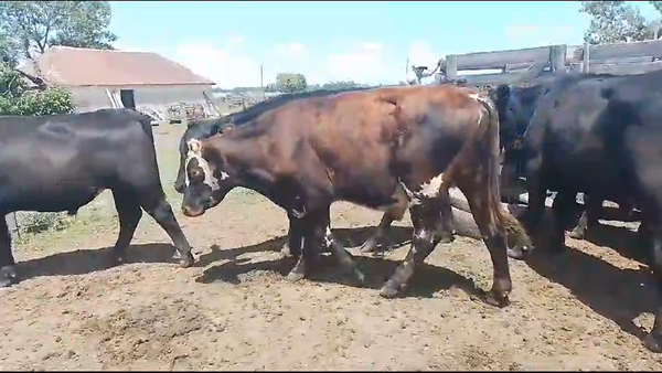 Lote 16 Novillos CR AA en Puntas de Gregorio