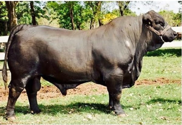 Lote 20 PAJUELAS DE EL CHEMA