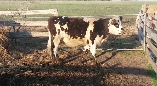 Lote (Vendido)Novillos NO/ HE 300kg -  en CONCORDIA