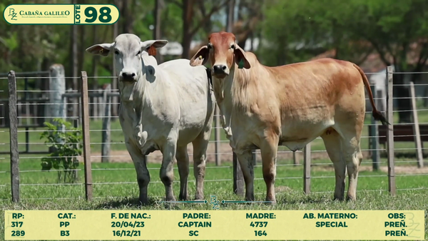 Lote LOTE 98