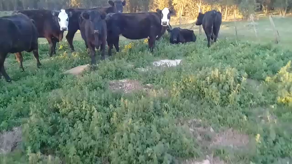Lote 13 Vacas de invernar en Necochea, Buenos Aires