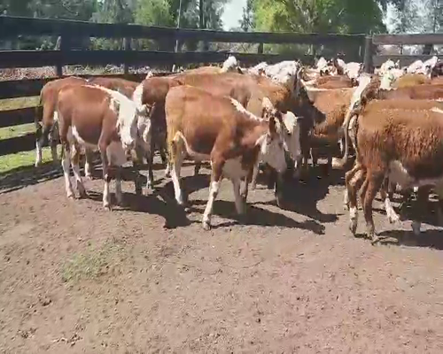 Lote 50 Terneros/as en Villaguay, Entre Ríos