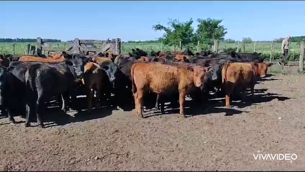 Lote 68 Terneras en Magdalena, Buenos Aires
