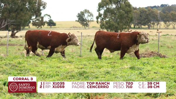 Lote Toros de Lote