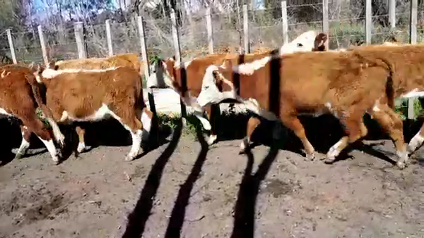 Lote (Vendido)22 Terneras HEREFORD 200kg -  en COLONIA SUIZA