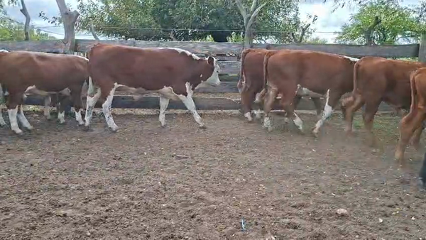 Lote TERNEROS
