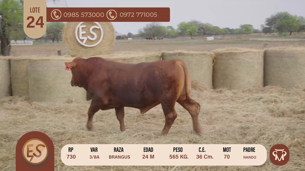Lote TOROS BRANGUS 24 MESES