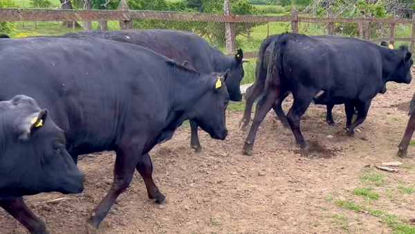 Lote 22 Vaquilla Gorda en Río Bueno, XIV Región Los Ríos