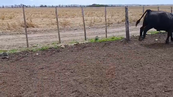 Lote 65 Novillos faena en Berrotaran, Córdoba