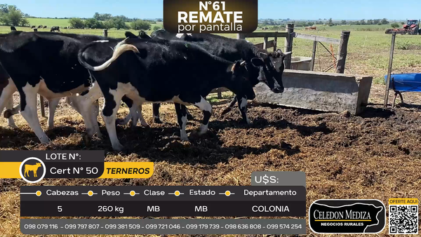 Lote 5 Terneros en Piedra Chata, a 15 km de Cardona,Colonia