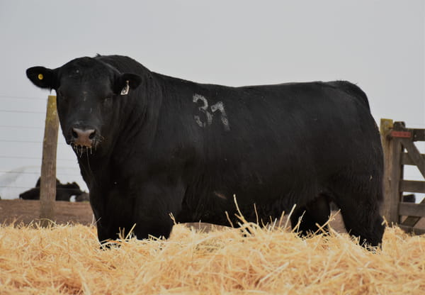 Lote TOROS PC