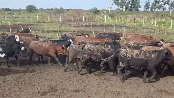 Lote 120 Terneros/as