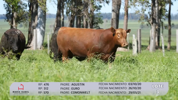 Lote 3 Toros PI, Artigas