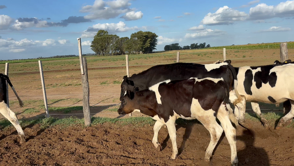 Lote 25 Terneros Holando en Macachín