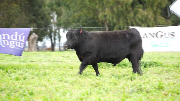 Lote Toros PC Negro
