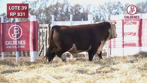 Lote Toro PR