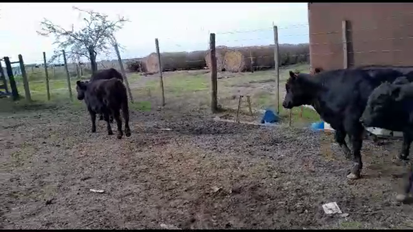 Lote 19 Terneros/as Aberdeen Angus en Gdor. Crespo, Santa Fe