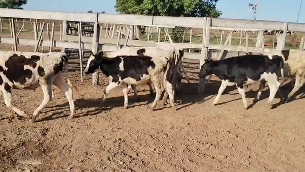 Lote 29 Terneros Holando Argentino en Brinkman, Córdoba