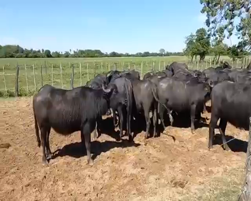 Lote BUFALAS PREÑADAS - PARICION ENERO/MARZO 2022