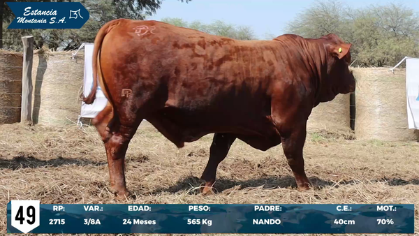 Lote LOTE 49