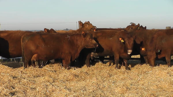 Lote VACAS COLORADAS CARAVANA NARANJA LADO DERECHO