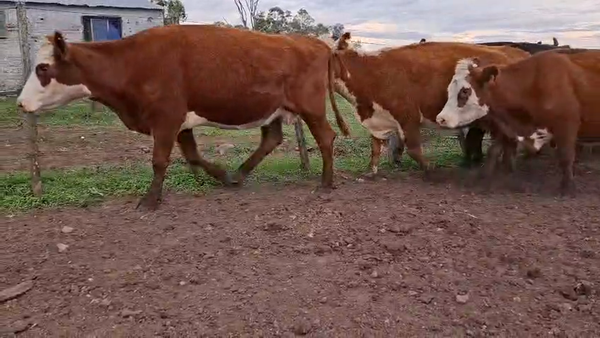 Lote VACAS PREÑADAS