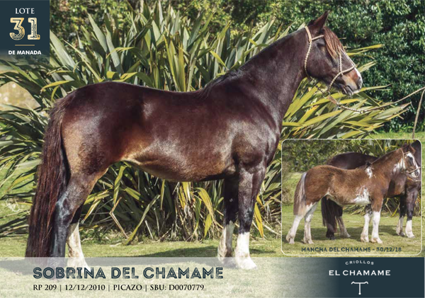 Lote SOBRINA DEL CHAMAME