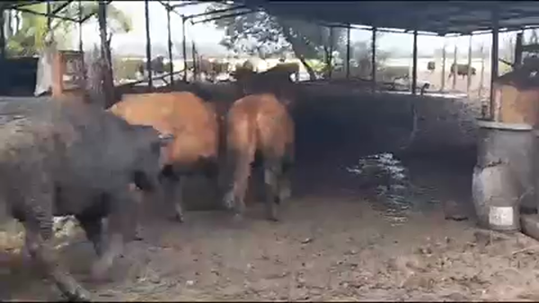 Lote 45 Novillo Gordo en Yerbas Buenas, VII  Región Maule