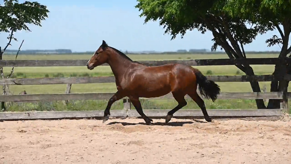 Lote CAÑADA  PITANGUEIRA