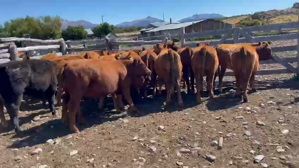 Lote 26 Ternera en Coyhaique, XI Región Aysén