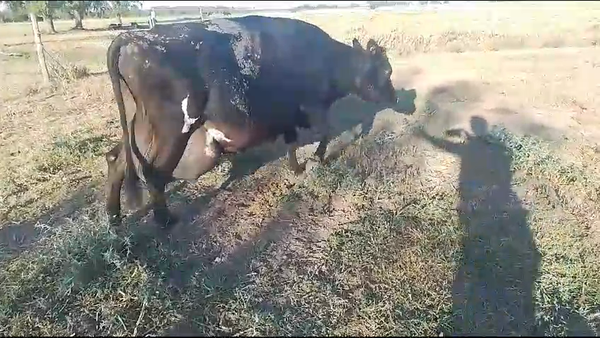 Lote Vacas de Invernada Yersey en Cañada Grande