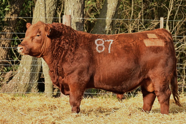 46291 — TOROS ANGUS PC