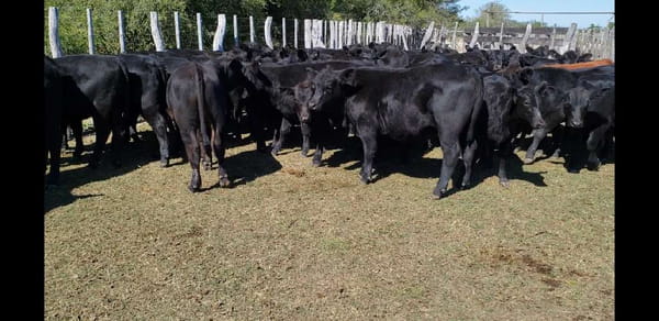 Lote 77 Terneros/as en Villaguay, Entre Ríos
