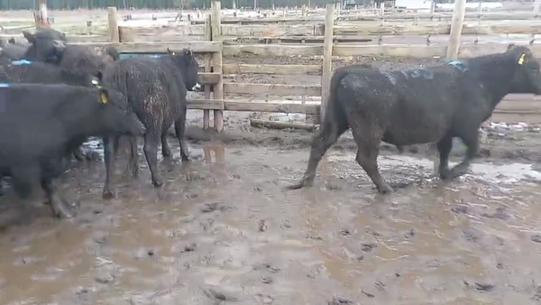 Lote 20 Novillo Gordo en Cabrero, VIII Región Biobío