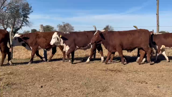 Lote 100 Terneras y Vaquillas en Corrientes, Curuzú-Cuatiá