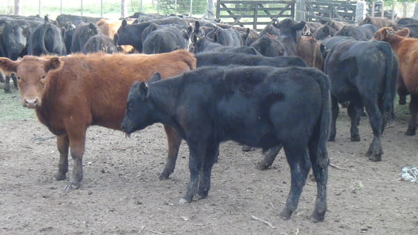 Lote SAENZ VALIENTE, BULLRICH Y Cia. S.A.