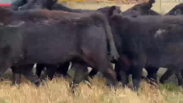 Lote 70 Terneros en Dolores, Buenos Aires