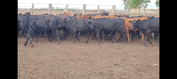 Lote 126 Terneros/as en Villaguay, Entre Ríos