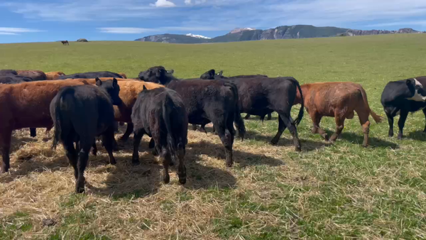 Lote 50 Ternero en Coyhaique, XI Región Aysén
