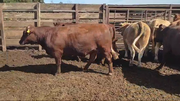 Lote 20 Novillo Gordo en Los Ángeles, VIII Región Biobío