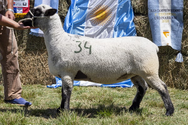 Lote HAMPSHIRE D. P.P.