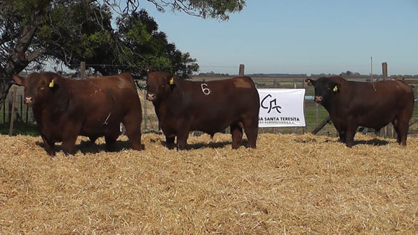 Lote TOROS