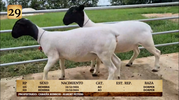 Lote LOTE 29