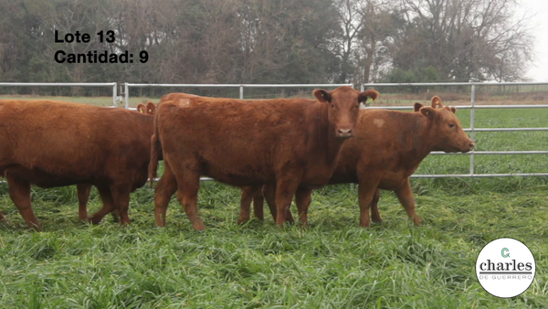 Lote VAQUILLONAS PURAS CONTROLADAS