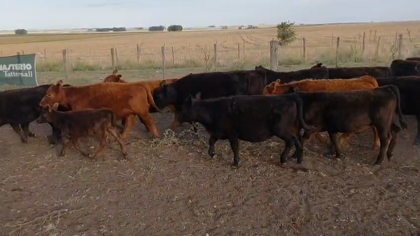 Lote 71 Terneros/as en Chillar