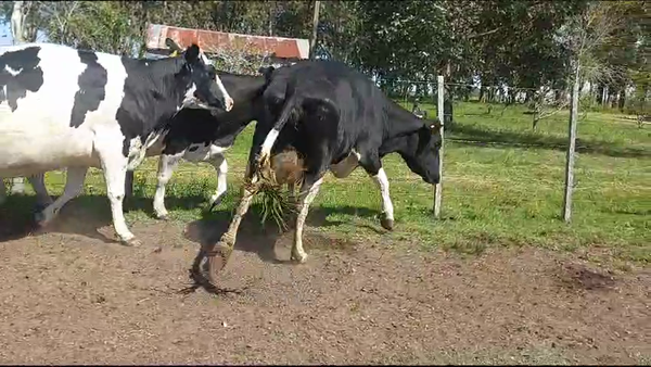 Lote (Vendido)3 Vacas de Invernada 480kg -  en Rodriguez