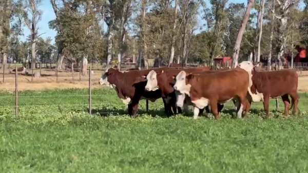 Lote CABAÑA LOS CHARABONES