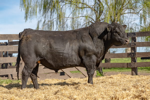 Lote Toro PC